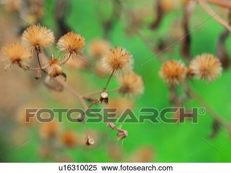 Stock Photography - nature, outdoor, plant, leaf, flower. Fotosearch