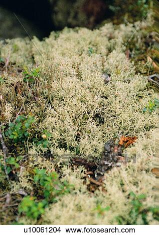 Picture - nature, outdoor, plant, leaf, grass. Fotosearch