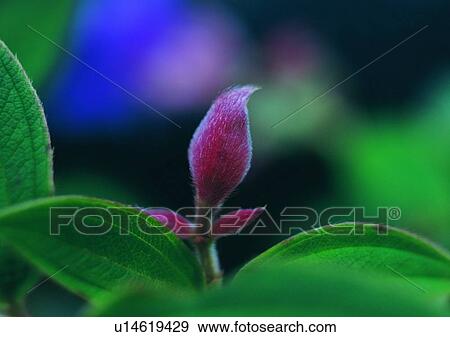 nature, outdoor, plant, leaf, red View Large Photo Image Stock Photo - nature, outdoor, plant, leaf, red. Fotosearch
