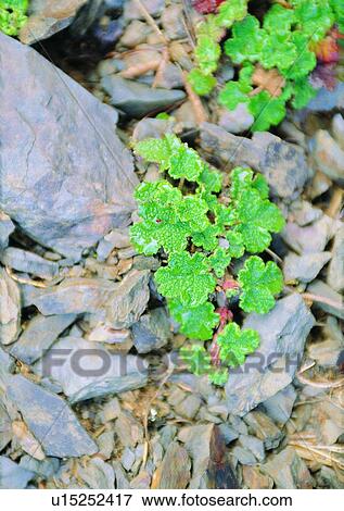 Stock Photo - nature, outdoor, plant, leaf, rock. Fotosearch