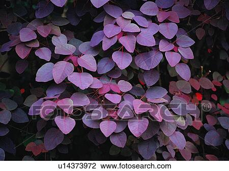 Stock Image - nature, outdoor, plant, leaf. Fotosearch