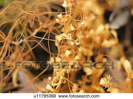nature, outdoor, plant, leaf View Large Photo Image Stock Photo - nature, outdoor, plant, leaf. Fotosearch