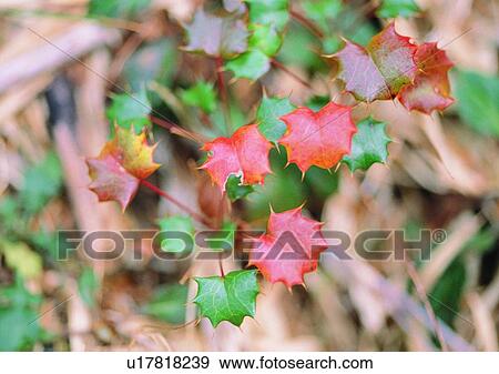 Stock Photo - nature, outdoor, plant, leaf. Fotosearch