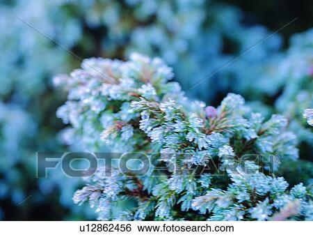 Stock Photograph - nature, outdoor, plant, leaf. Fotosearch