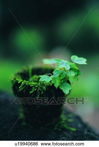 nature, outdoor, plant, leaf View Large Photo Image Stock Photograph - nature, outdoor, plant, leaf. Fotosearch