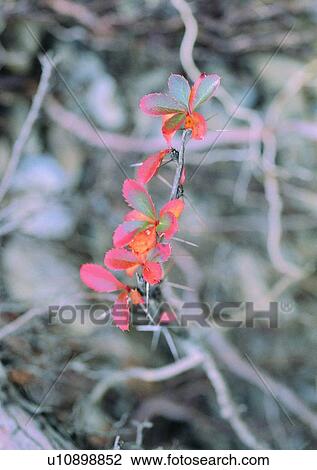 Stock Image - nature, outdoor, plant, leaf, tree. Fotosearch
