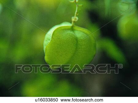 nature, outdoor, plant, leaf, tree, fruit View Large Photo Image Stock Image - nature, outdoor, plant, leaf, tree, fruit. Fotosearch