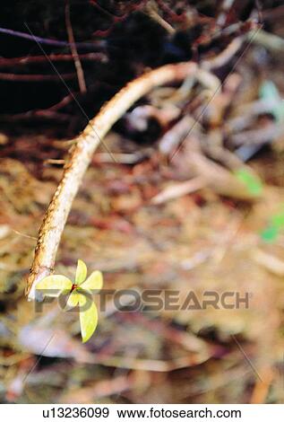 Stock Photo - nature, outdoor, plant, leaf, tree. Fotosearch