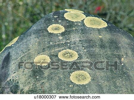 Stock Photo - nature, outdoor, plant, rock, pattern. Fotosearch