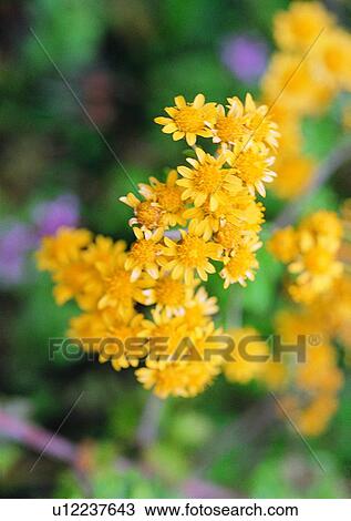Stock Image - nature, outdoor, plant, sun flower, leaf. Fotosearch
