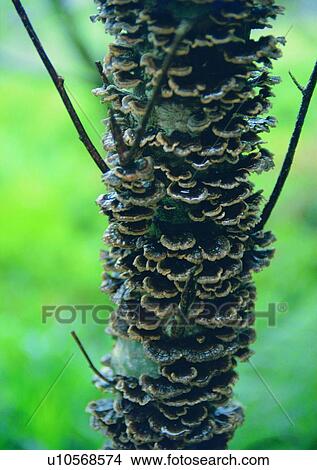 Picture - nature, outdoor, plant, tree, fruit. Fotosearch