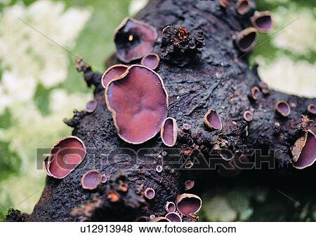 Stock Photo - nature, outdoor, plant, tree, fruit, mushroom. Fotosearch