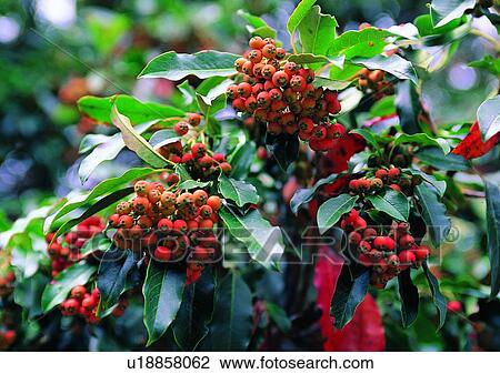 Stock Image - nature, outdoor, plant, tree, leaf, fruit. Fotosearch