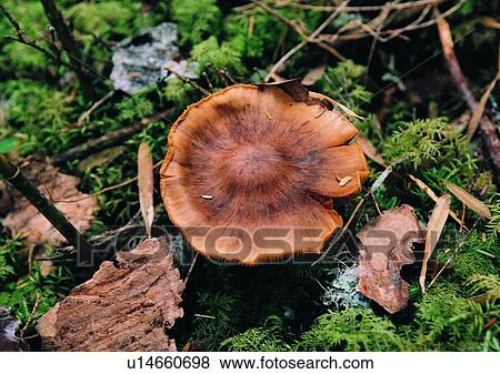 Stock Photo - nature, outdoor, plant, tree, leaf, fruit. Fotosearch