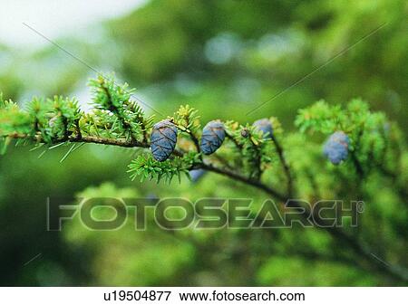 Stock Photo - nature, outdoor, plant, tree, leaf, fruit. Fotosearch