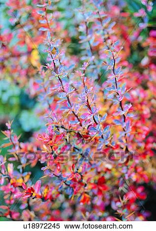 nature, outdoor, plant, tree, leaf View Large Photo Image Stock Photography - nature, outdoor, plant, tree, leaf. Fotosearch
