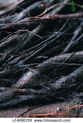 Picture - nature, outdoor, plant, tree, root. Fotosearch