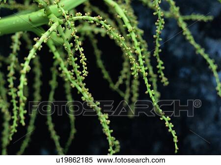 Stock Photography - nature, outdoor, plant, tree. Fotosearch