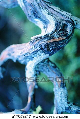 Stock Photo - nature, outdoor, tree, plant. Fotosearch