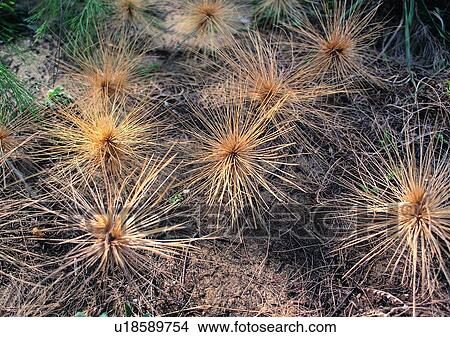 Picture - nature, plant, grass, outdoor. Fotosearch