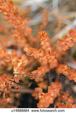 nature, plant, leaf, flower, outdoor View Large Photo Image Picture - nature, plant, leaf, flower, outdoor. Fotosearch