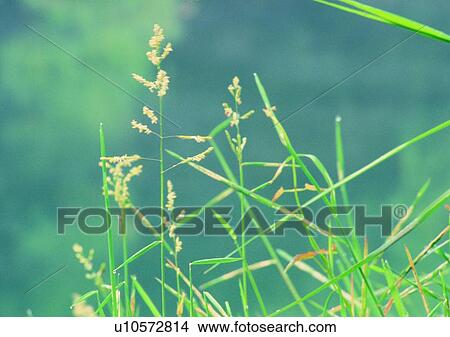 nature, plant, outdoor, grass, flower View Large Photo Image Picture - nature, plant, outdoor, grass, flower. Fotosearch