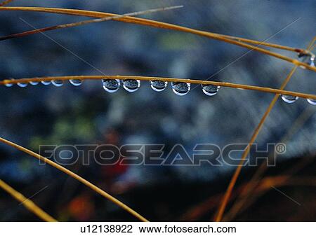 nature, plant, outdoor, water drop View Large Photo Image Stock Image - nature, plant, outdoor, water drop. Fotosearch