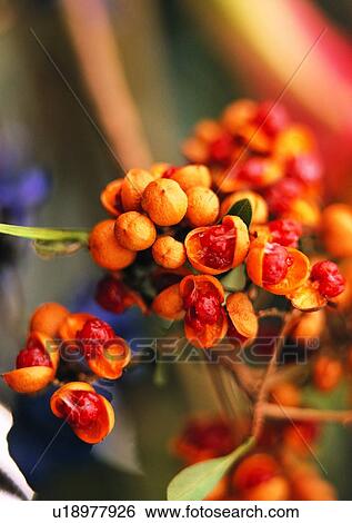nature, tree, fruit, outdoor, plant View Large Photo Image Stock Photograph - nature, tree, fruit, outdoor, plant. Fotosearch