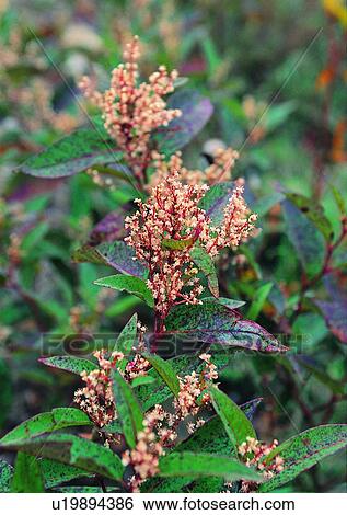 outdoor, flower, nature, plant, leaf View Large Photo Image Stock Photograph - outdoor, flower, nature, plant, leaf. Fotosearch