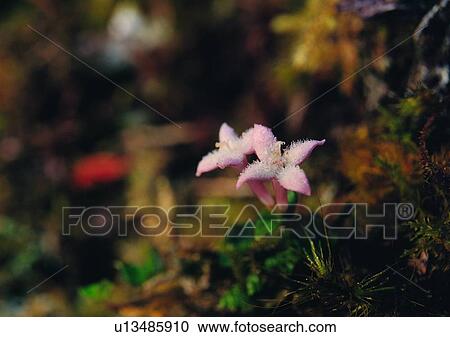 outdoor, flower, plant, leaf, pink, nature View Large Photo Image Stock Image - outdoor, flower, plant, leaf, pink, nature. Fotosearch
