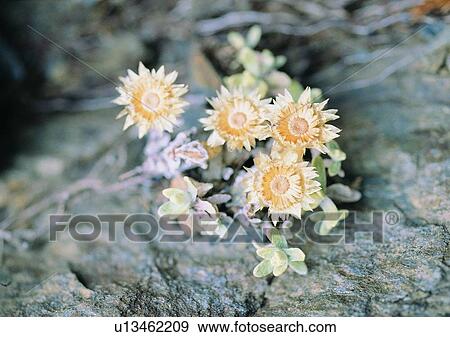 outdoor, leaf, flower, plant, nature, rock View Large Photo Image Stock Photo - outdoor, leaf, flower, plant, nature, rock. Fotosearch