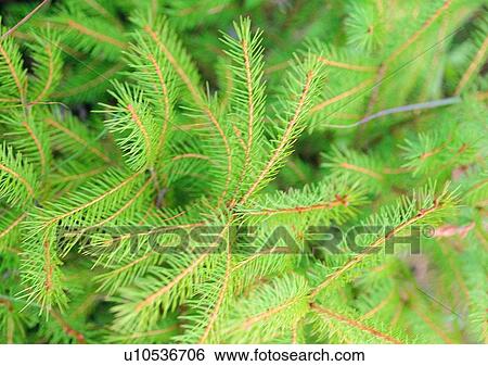 Stock Photograph - outdoor, leaf, nature, bracken, plant. Fotosearch