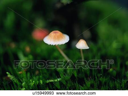 outdoor, nature, plant, grass, flower View Large Photo Image Stock Image - outdoor, nature, plant, grass, flower. Fotosearch