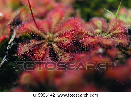 outdoor, nature, plant, seed, flower View Large Photo Image Stock Image - outdoor, nature, plant, seed, flower. Fotosearch