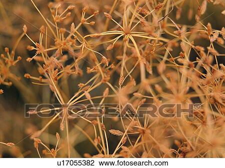 outdoor, plant, flower, nature, leaf View Large Photo Image Stock Image - outdoor, plant, flower, nature, leaf. Fotosearch