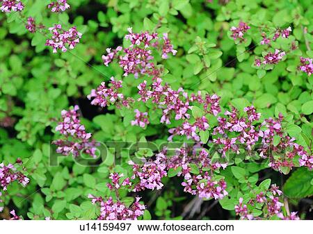 Stock Photo - outdoor, plant, flower, nature, leaf. Fotosearch