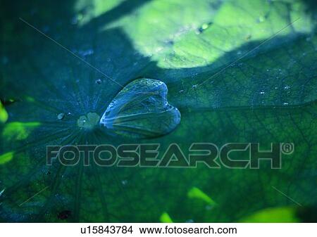 outdoor, plant, nature, water drop, leaf View Large Photo Image Picture - outdoor, plant, nature, water drop, leaf. Fotosearch