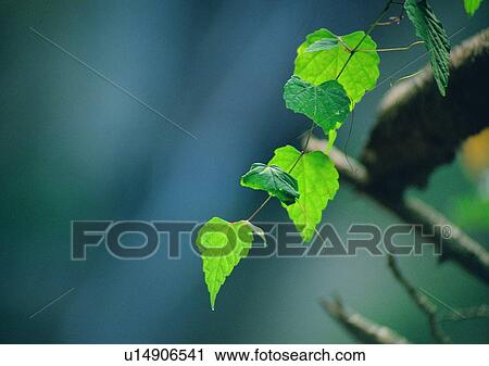outdoor, plant, tree, nature, leaf View Large Photo Image Stock Image - outdoor, plant, tree, nature, leaf. Fotosearch