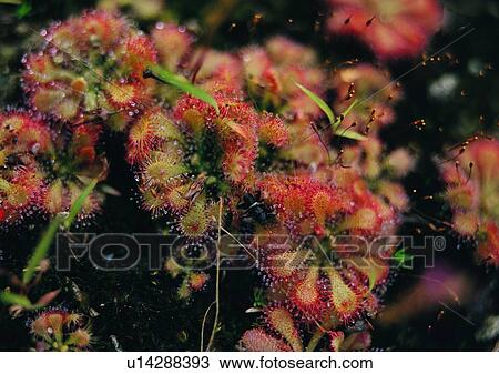 Stock Image - outdoor, seed, plant, nature, flower. Fotosearch