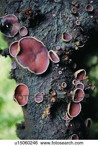 Stock Photograph - outdoor, tree, plant, mushroom, nature, fruit. Fotosearch
