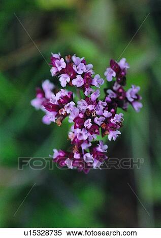 plant, flower, leaf, outdoor, nature View Large Photo Image Stock Photography - plant, flower, leaf, outdoor, nature. Fotosearch