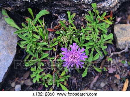 plant, flower, rock, leaf, nature, outdoor View Large Photo Image Stock Image - plant, flower, rock, leaf, nature, outdoor. Fotosearch