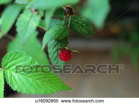 Stock Photography - plant, fruit, leaf, nature, mulberry, outdoor. Fotosearch