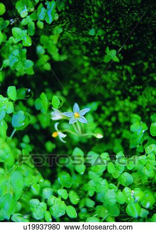 Stock Image - plant, green, outdoor, flower, nature. Fotosearch