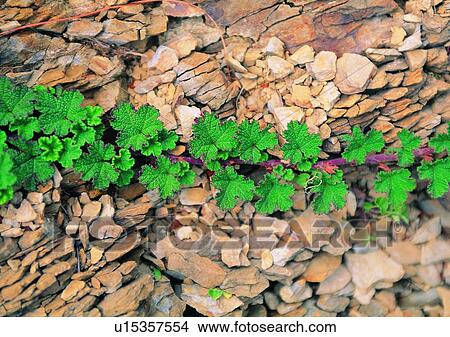 Picture - plant, leaf, nature, outdoor, rock. Fotosearch