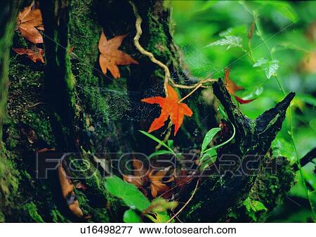 Stock Photo - plant, leaf, tree, outdoor, nature. Fotosearch