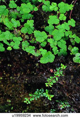 Picture - plant, nature, outdoor, leaf. Fotosearch