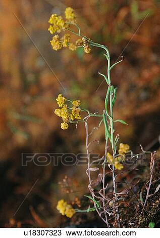 Stock Image - plant, outdoor, leaf, nature, fruit. Fotosearch
