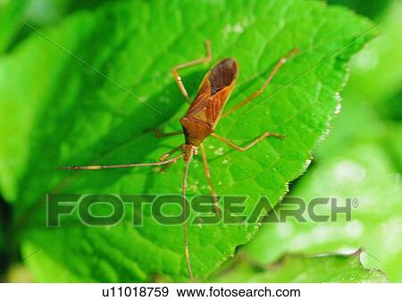 Stock Photo - plant, outdoor, nature, grasshopper, leaf, insect. Fotosearch