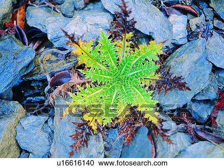 Stock Image - plant, outdoor, nature, leaf, rock. Fotosearch